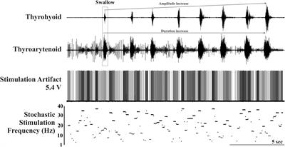 Swallow Motor Pattern Is Modulated by Fixed or Stochastic Alterations in Afferent Feedback